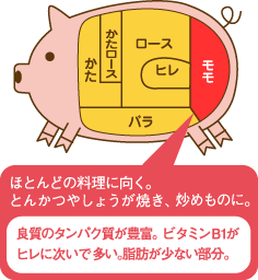 モモ肉／ほとんどの料理に向く。とんかつやしょうが焼き、炒めものに。良質のタンパク質が豊富。ビタミンB1がヒレに次いで多い。脂肪が少ない部分。