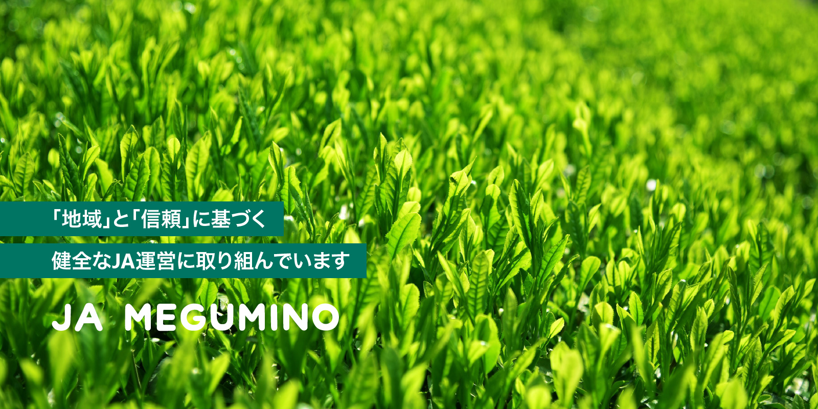 美濃白川茶（「地域」と「信頼」に基づく健全なJA運営に取り組んでいます）
